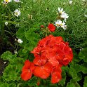 Pelargonium zonale 'Moulin Rouge'